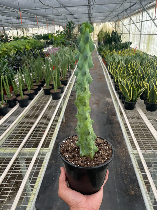 Boobie Cactus potted plant