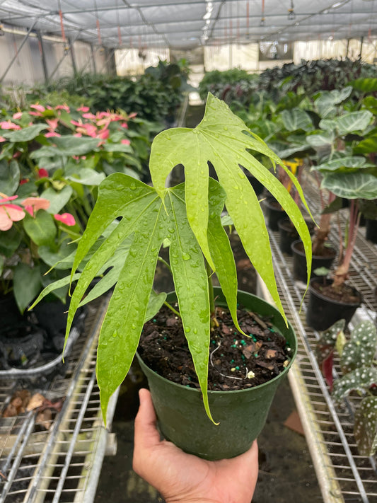 Anthurium Fingers potted plant