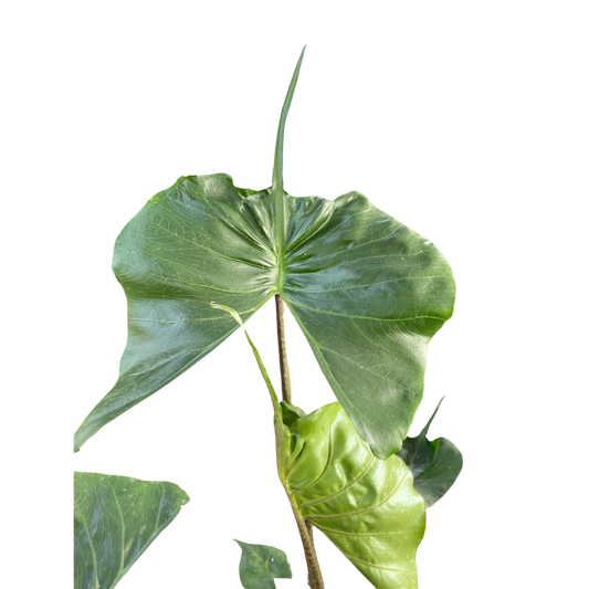 Alocasia macrorrhizos 'Stingray' potted plant