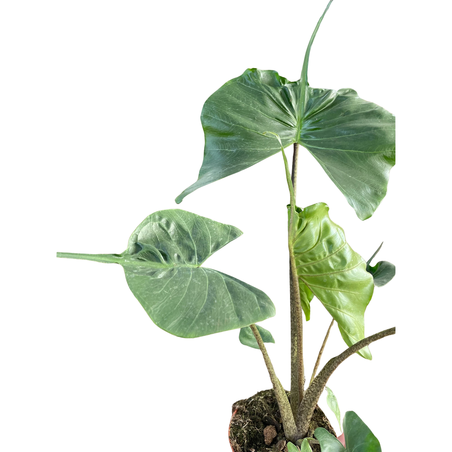 Alocasia macrorrhizos 'Stingray' potted plant