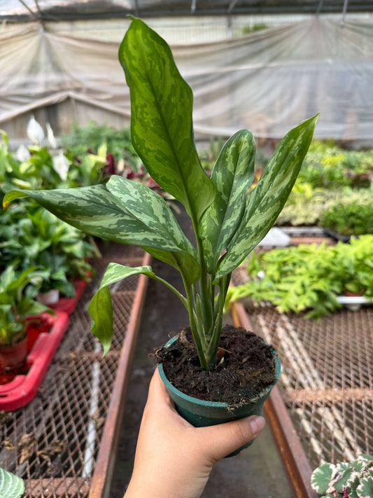 Chinese Evergreen 'Maria' potted plant