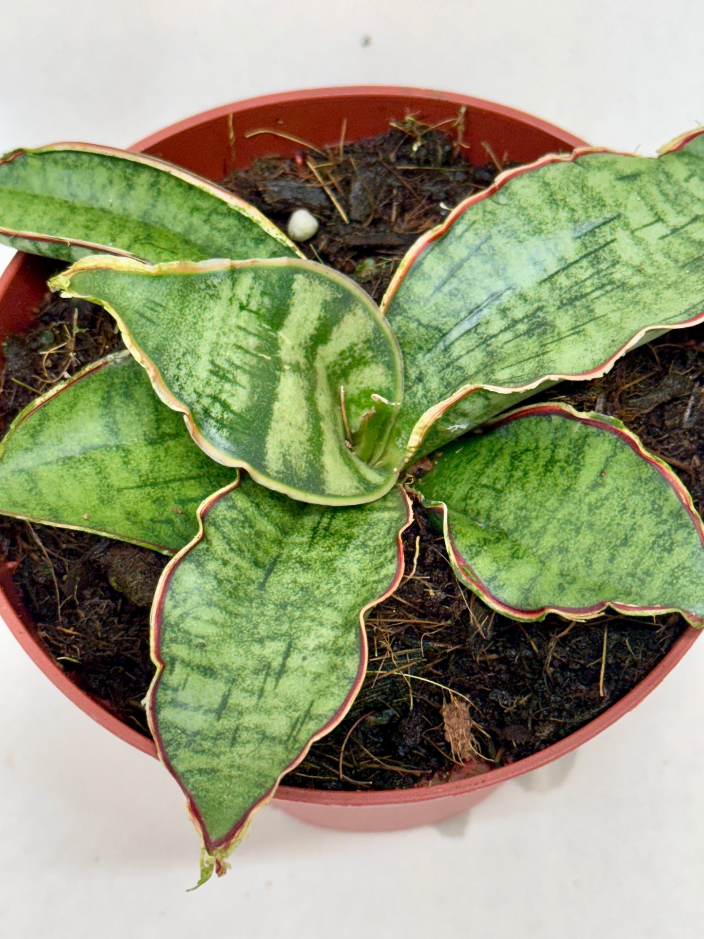 Snake Plant 'Silver Blue' 4" potted plant