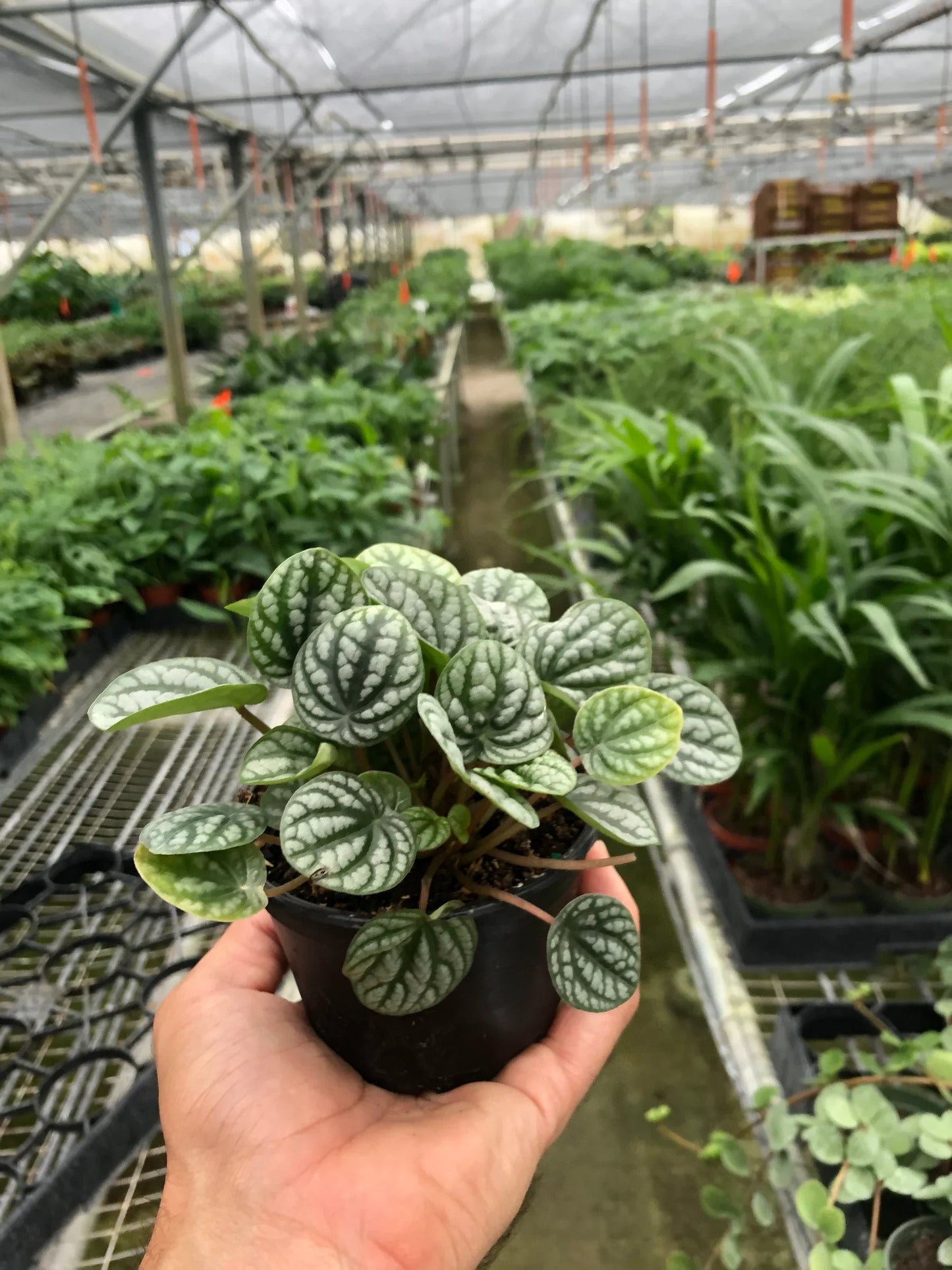 Peperomia 'Burbella' potted plant