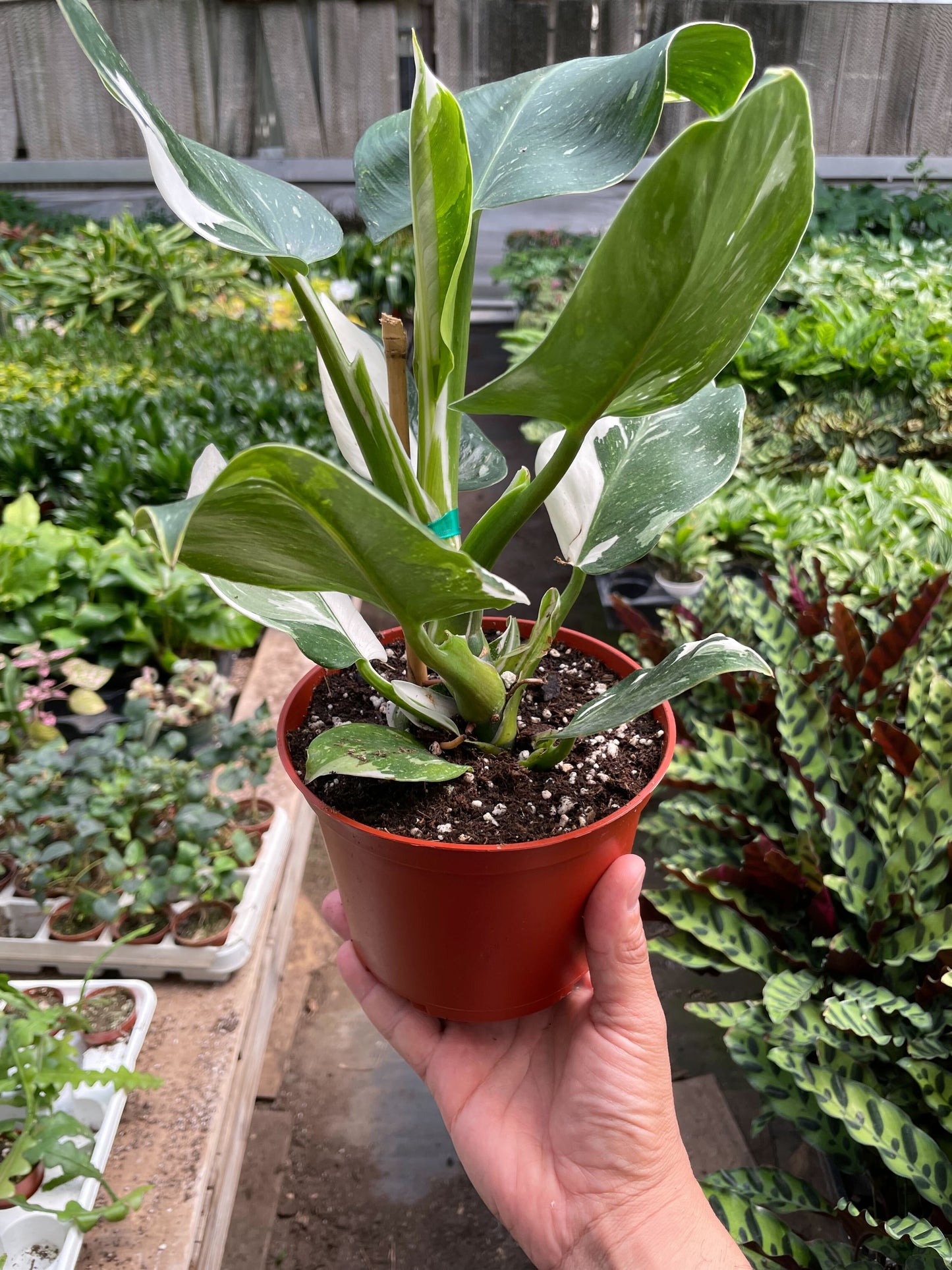 Philodendron 'White Wizard' potted plant