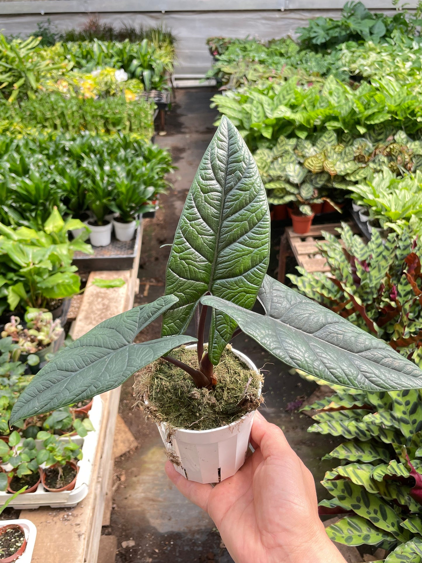 Alocasia 'Scalptum' potted plant