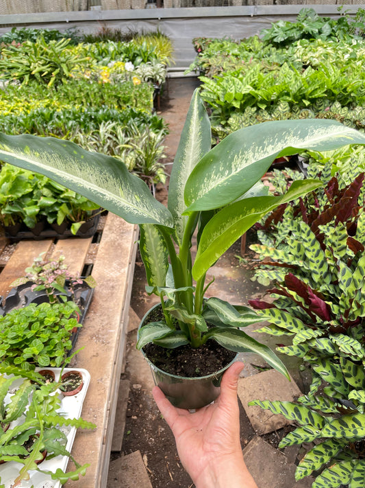 Dieffenbachia Panther potted plant
