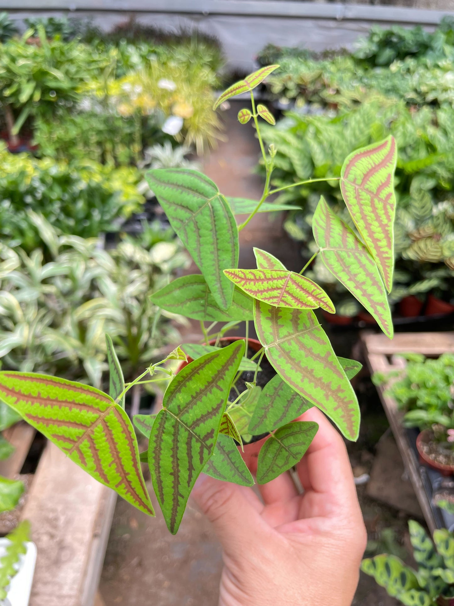 Butterfly Wing potted plant