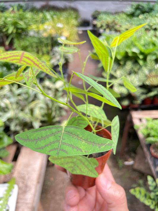 Butterfly Wing potted plant