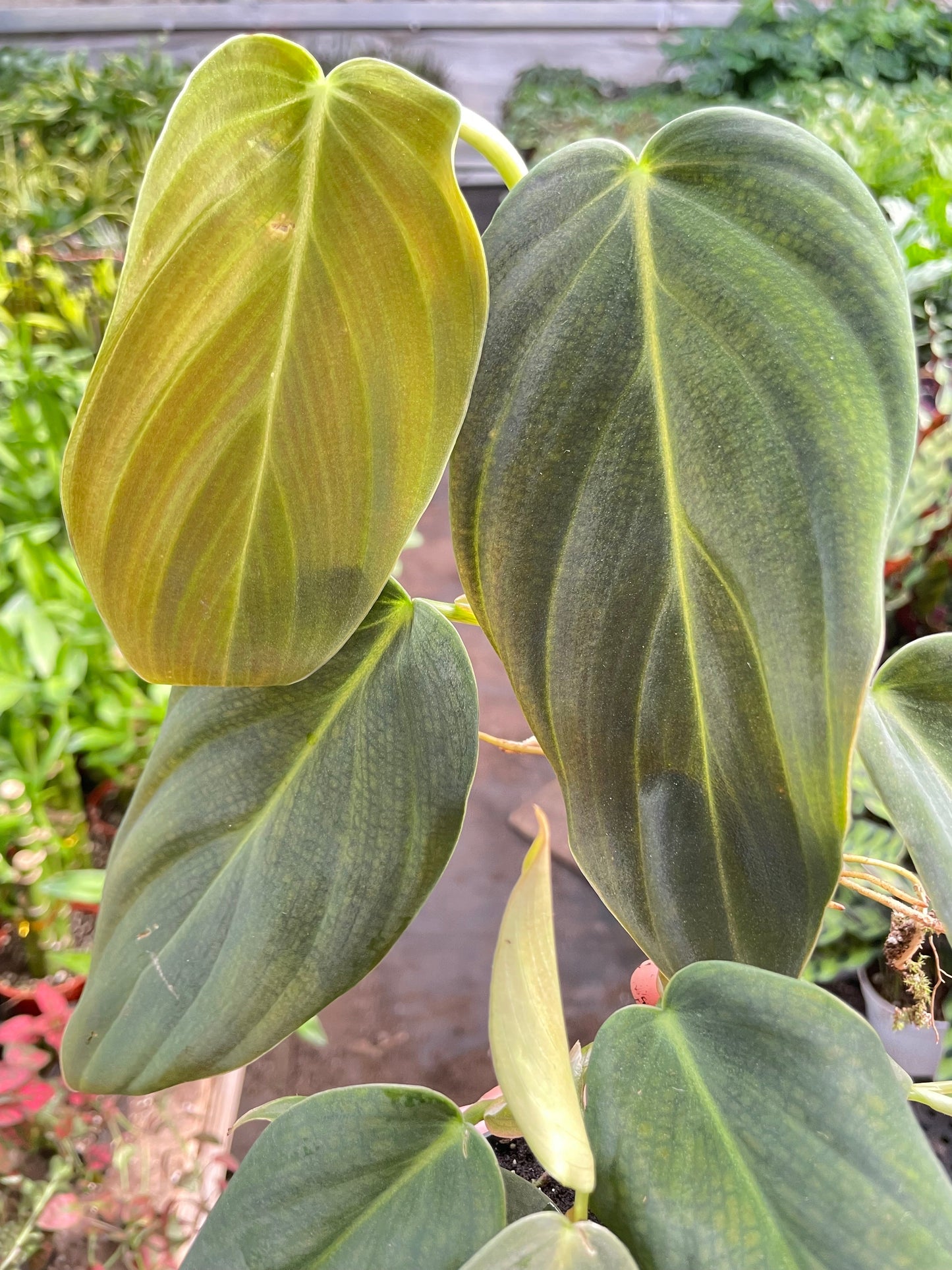 Philodendron Gigas potted plant