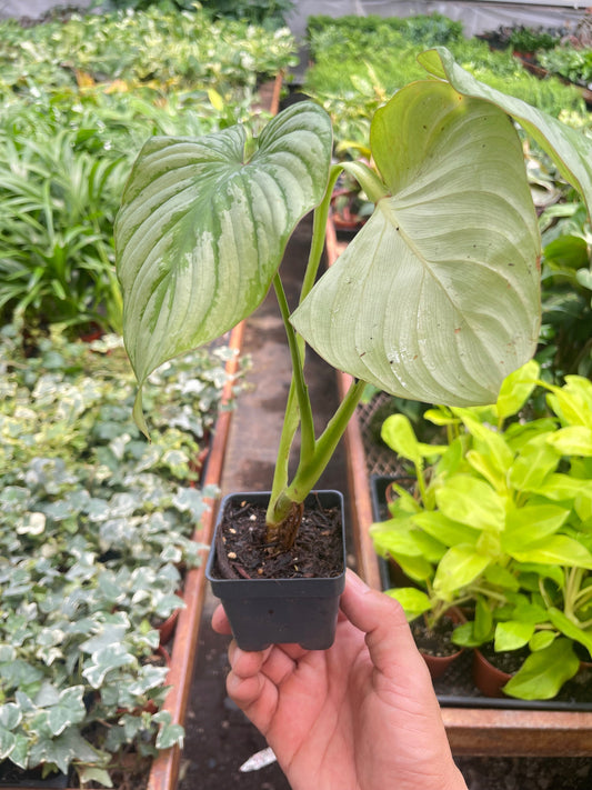 Philodendron 'Mamei' potted plant