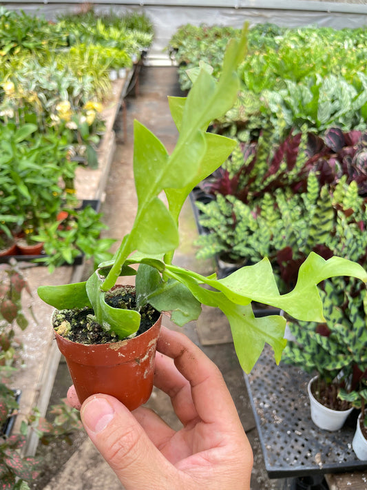 Shark Tooth Orchid Cactus potted plant
