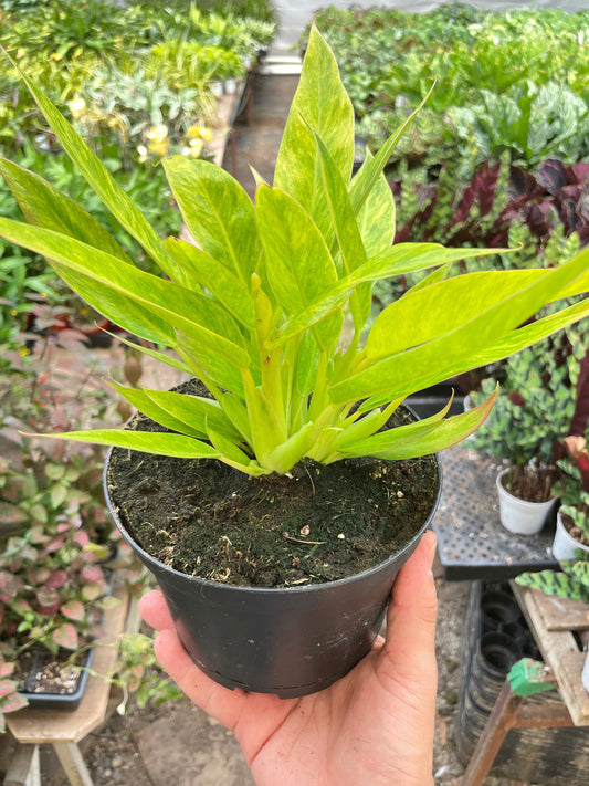 Philodendron 'Calkins Gold' potted plant