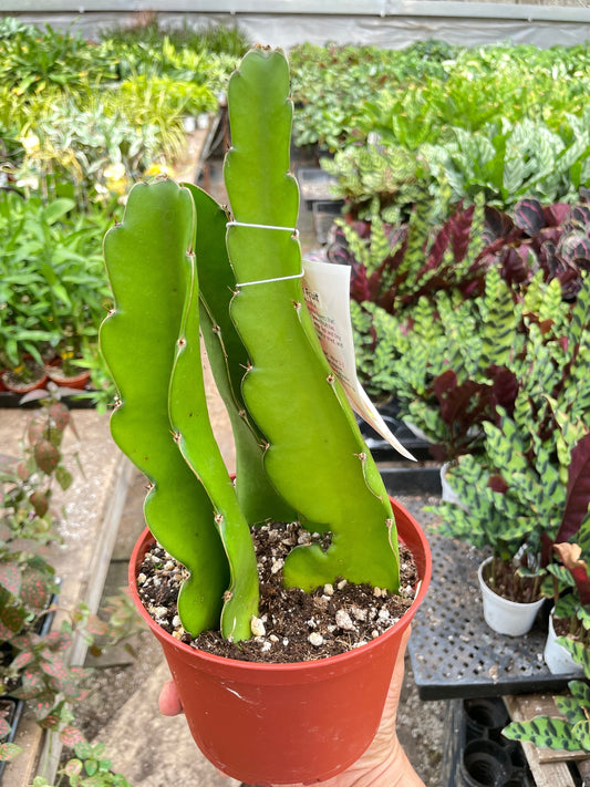 Dragon Fruit potted plant