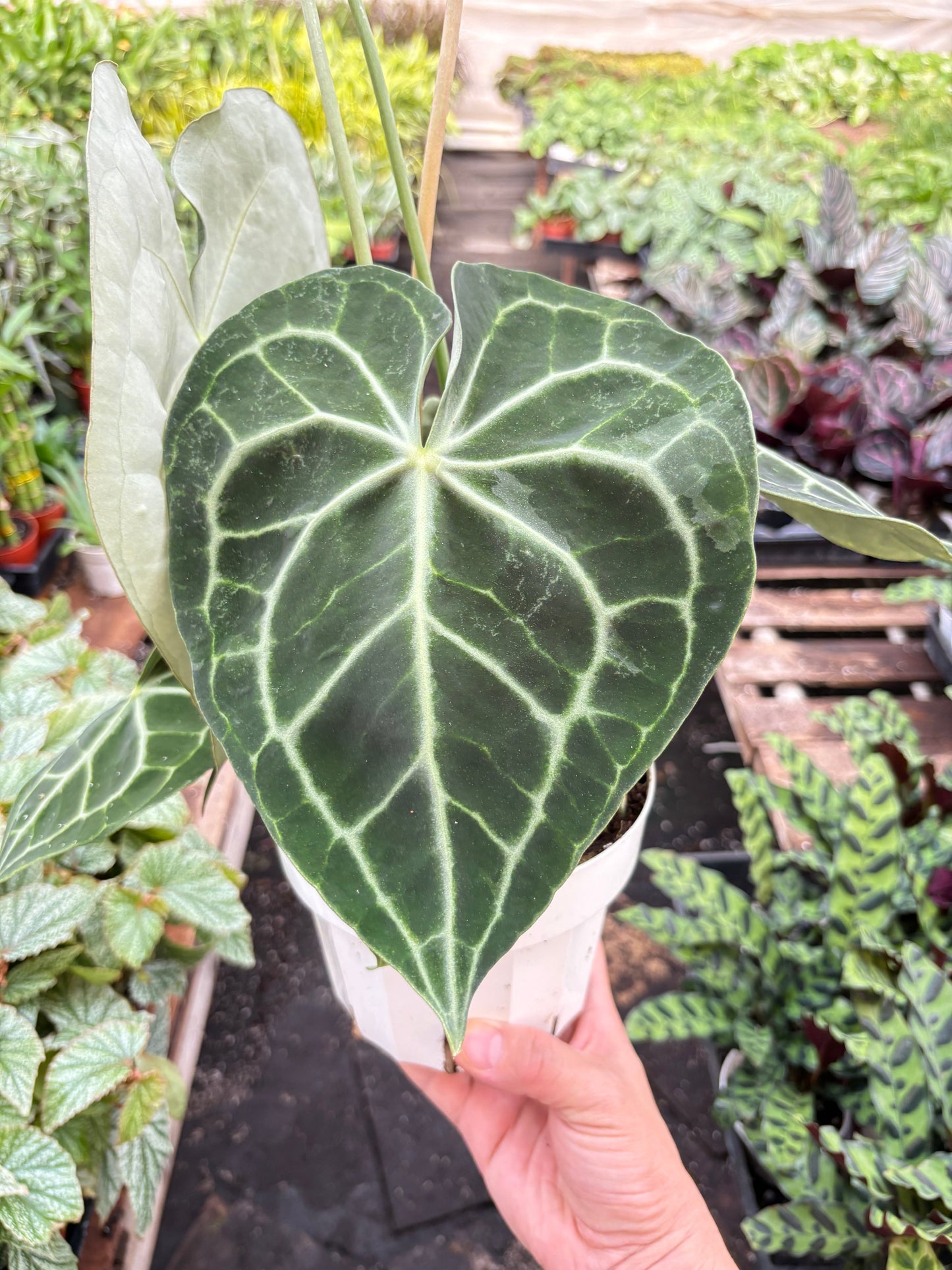 Anthurium 'Clarinervium' potted plant