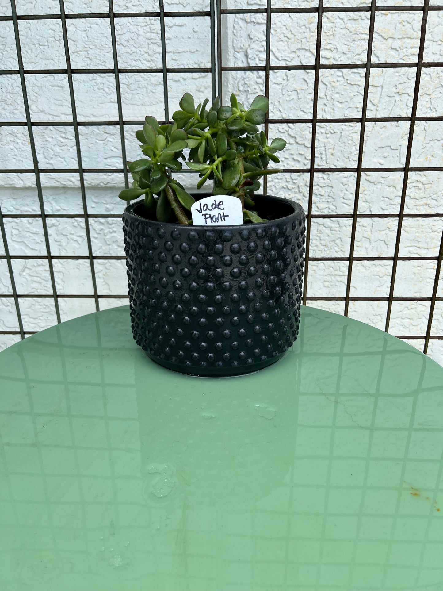 Veronica's Jade Plant in a Ceramic Pot