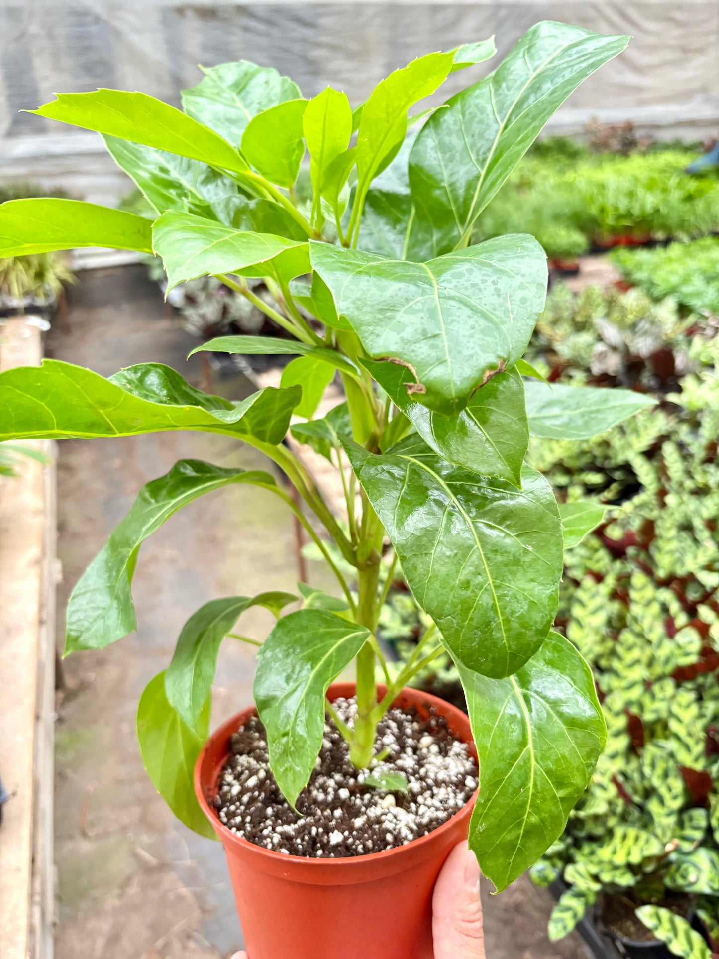 Schefflera Actinophylla potted plant