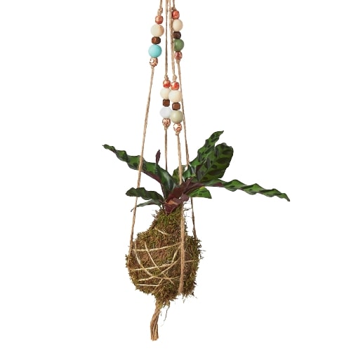 Bead Kokedama Moss Ball Hanging Plant potted plant