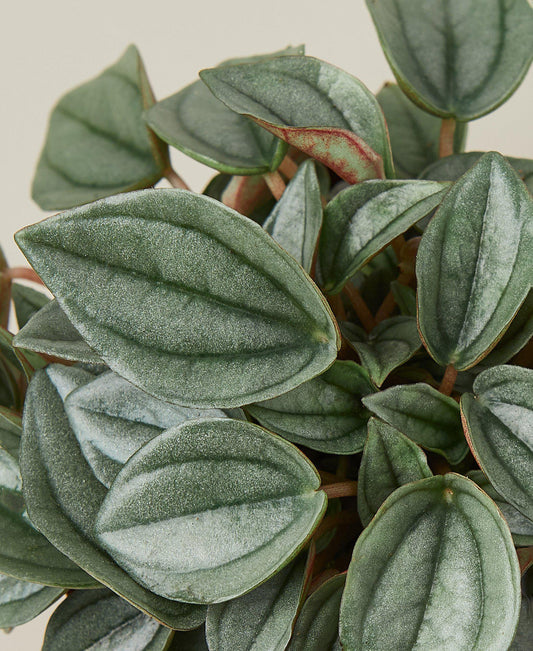 Peperomia 'Napoli Nights' 4" potted plant