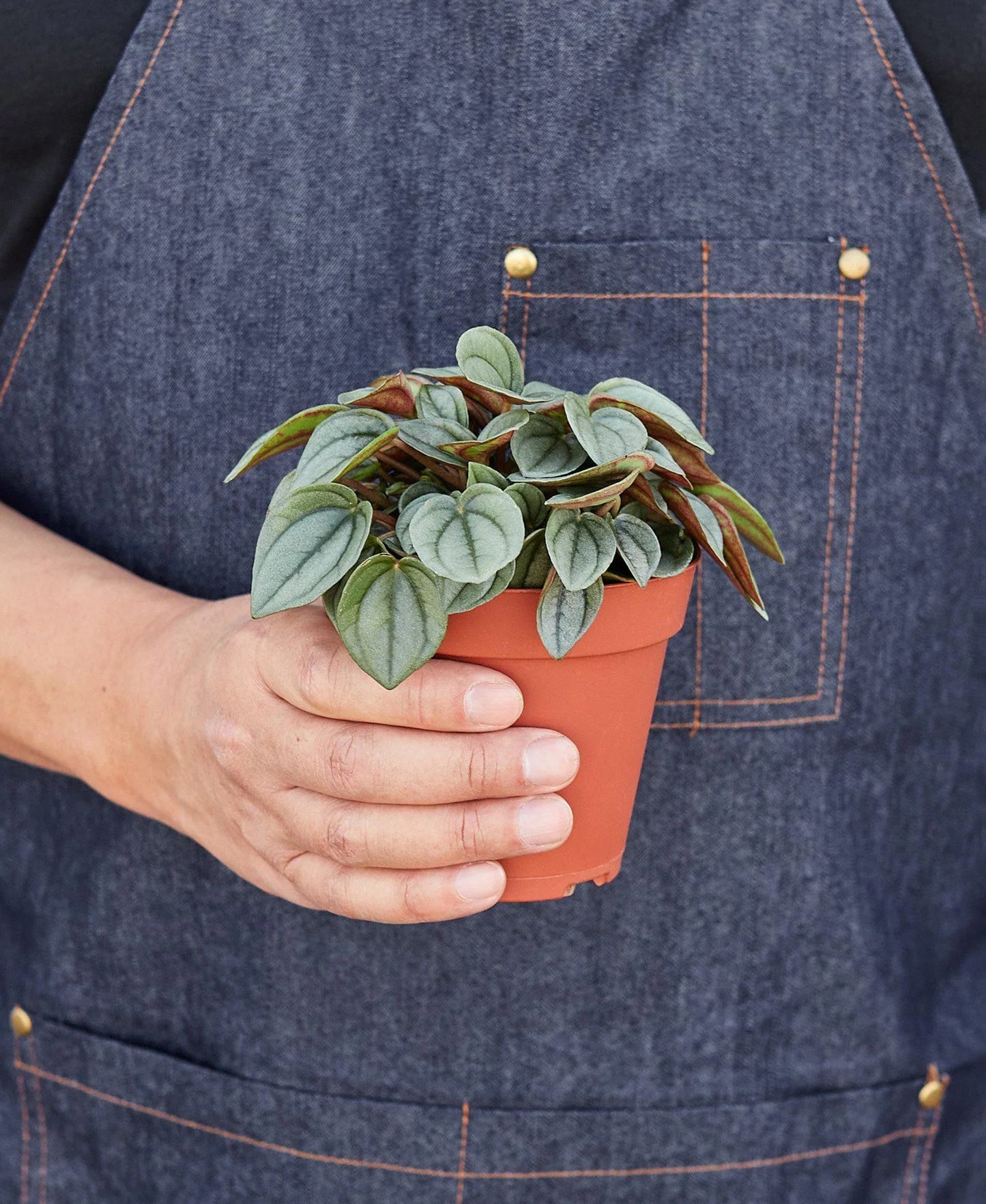 Peperomia 'Napoli Nights' 4" potted plant