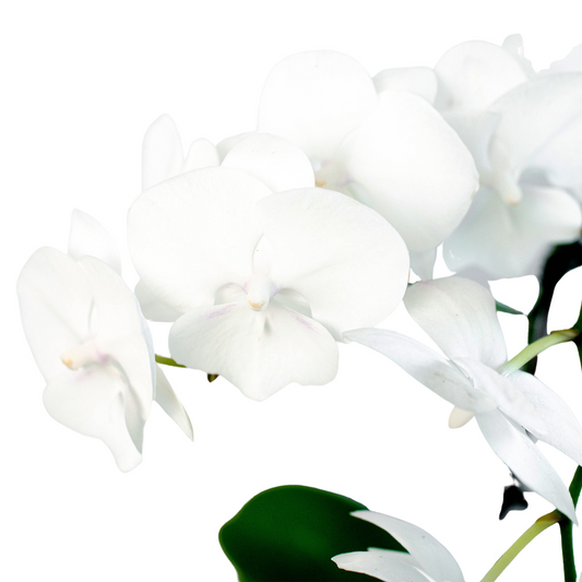 Orchid 'White Phalaenopsis' potted plant