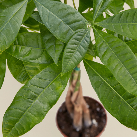 Money Tree 'Guiana Chestnut' Pachira Braid potted plant