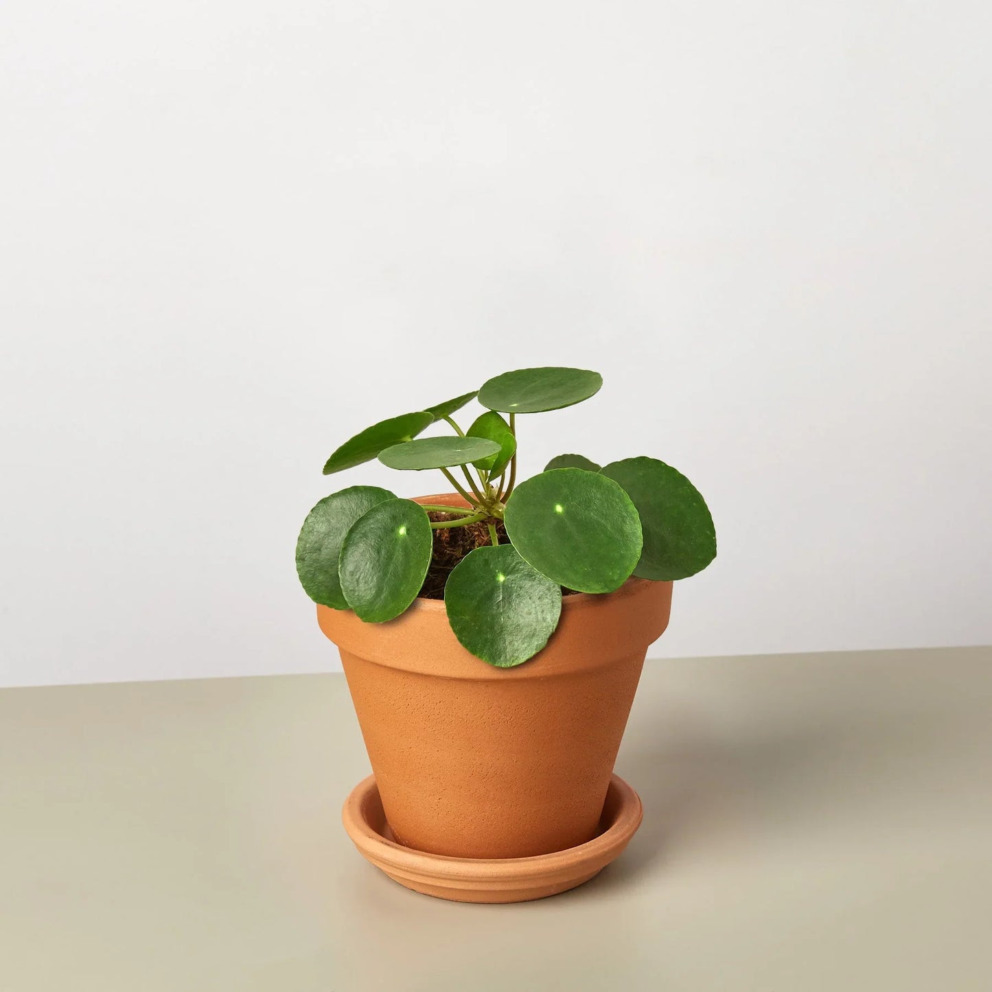 Pilea Peperomioides 'Chinese Money' potted plant