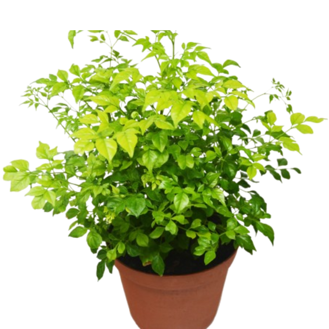 Radermachera 'China Doll' 6" potted plant