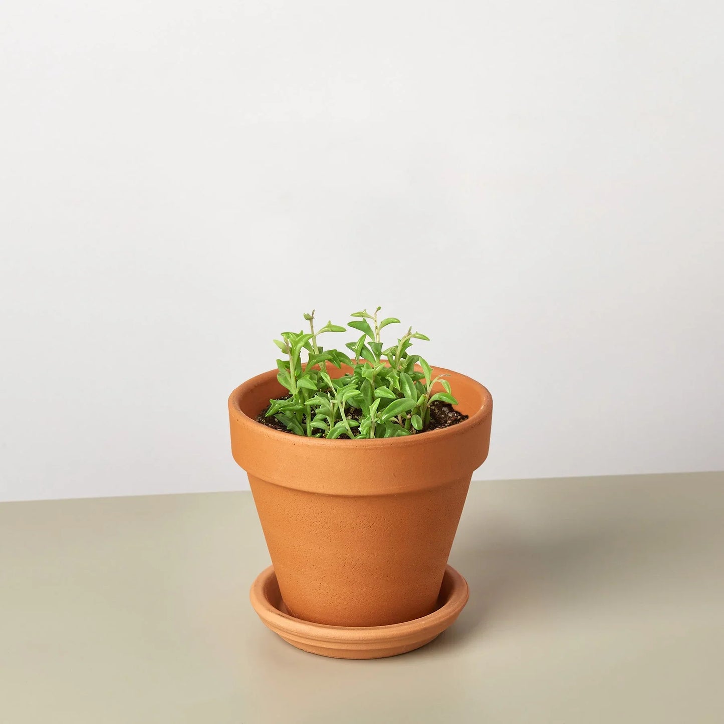 Succulent 'String of Dolphins' potted plant