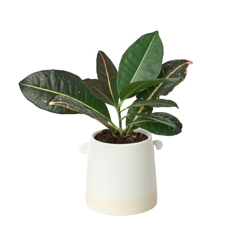 Knob Cylinder Pot potted plant