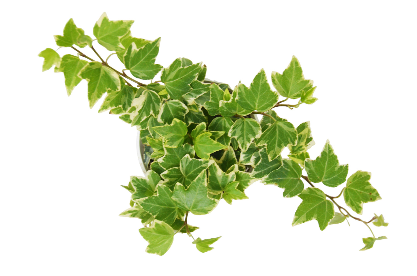 English Ivy 'Eva' 4" potted plant