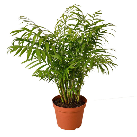 Parlor Palm 6" potted plant