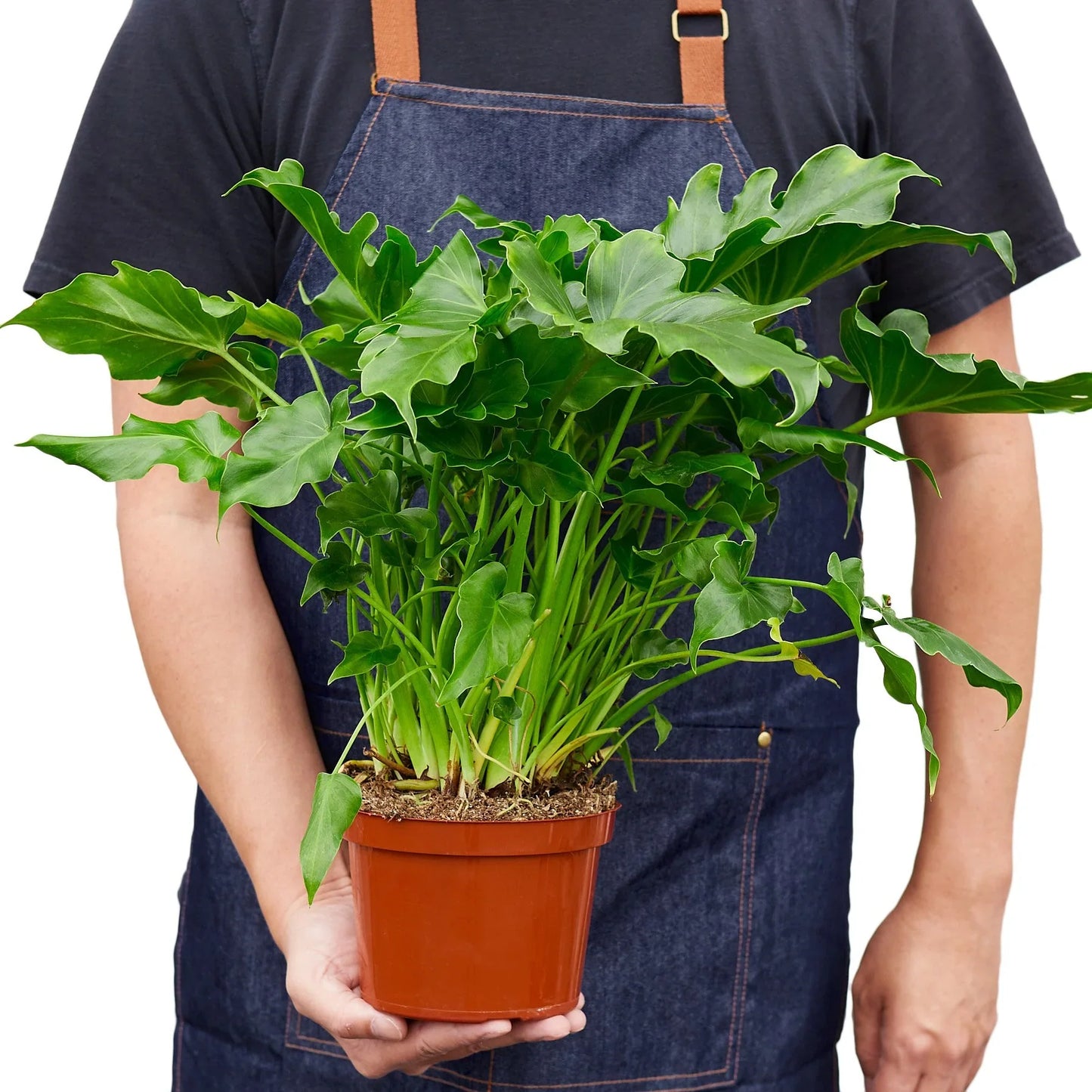Philodendron ‘Little Hope' potted plant