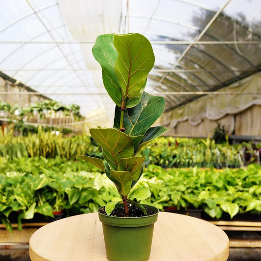 1 Mystery Plant Monthly Subscription Box 4" potted plant