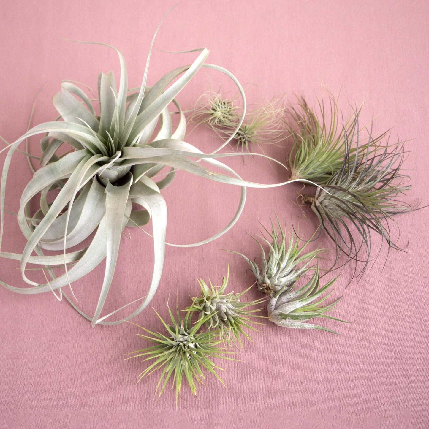 Mothers Day Air Plant Bundle potted plant