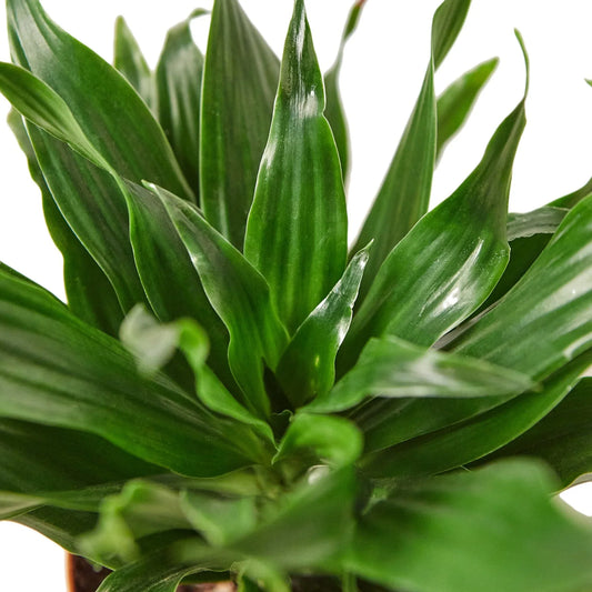 Dracaena 'Janet Craig' potted plant