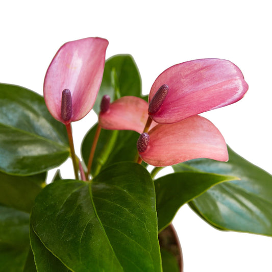 Anthurium 'Purple' 4" potted plant