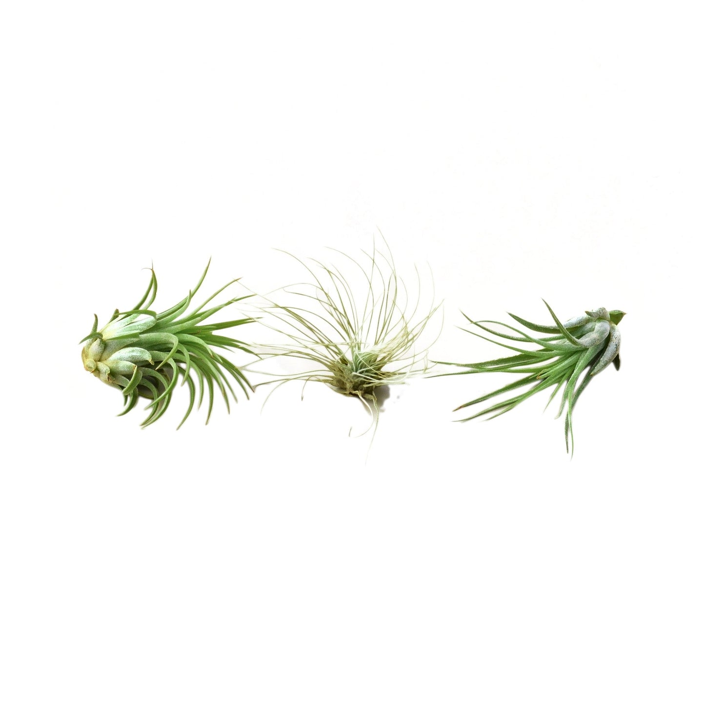 Air Plant 3 Pack 2" potted plant