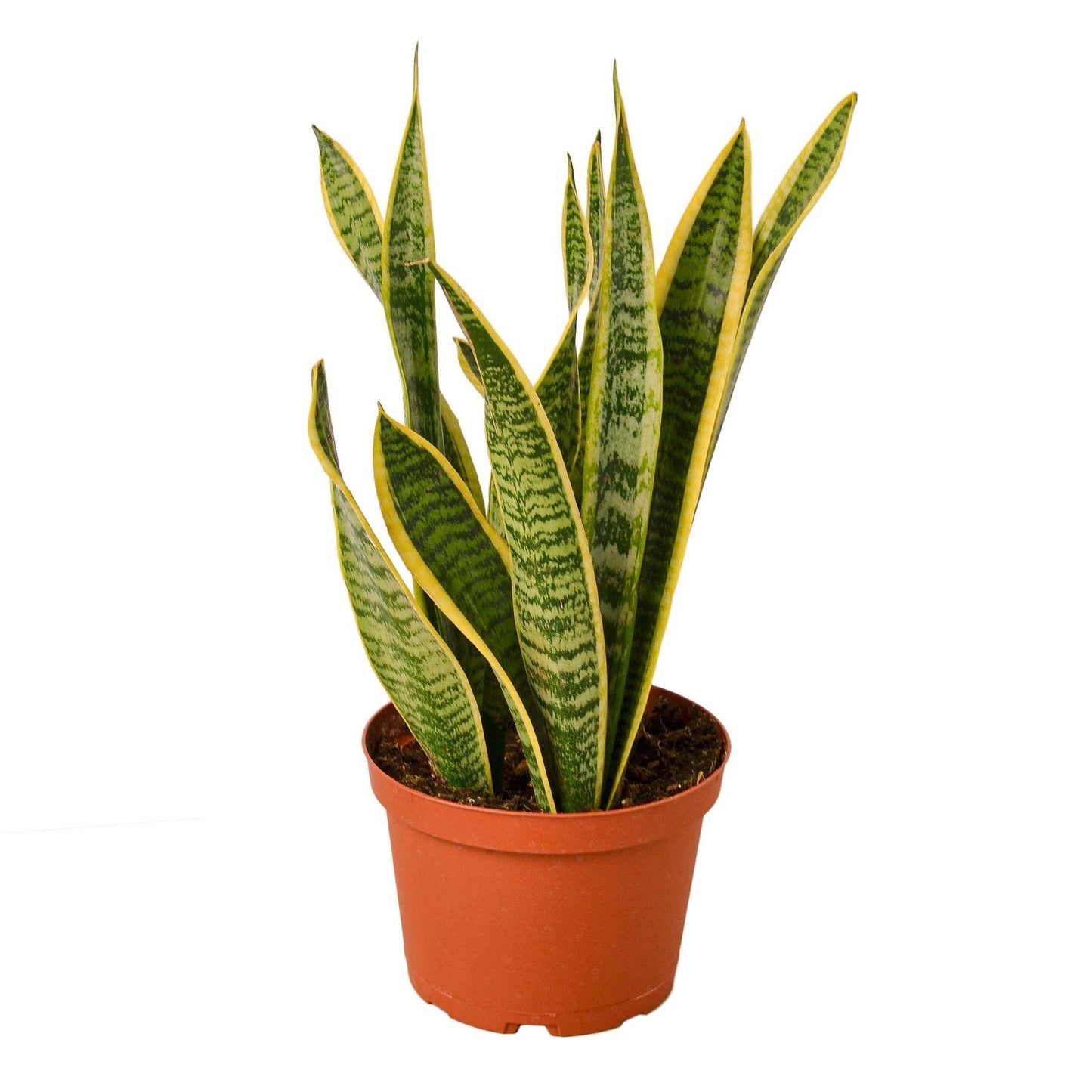 Snake Plant Laurentii 6" potted plant