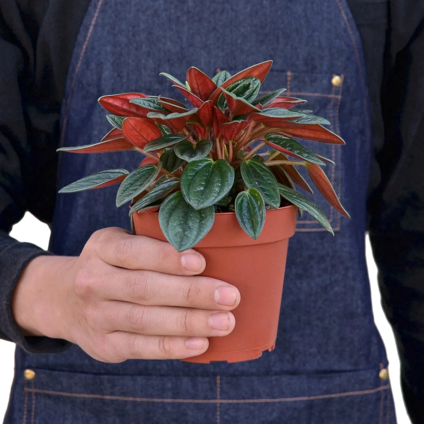 Peperomia Rosso potted plant