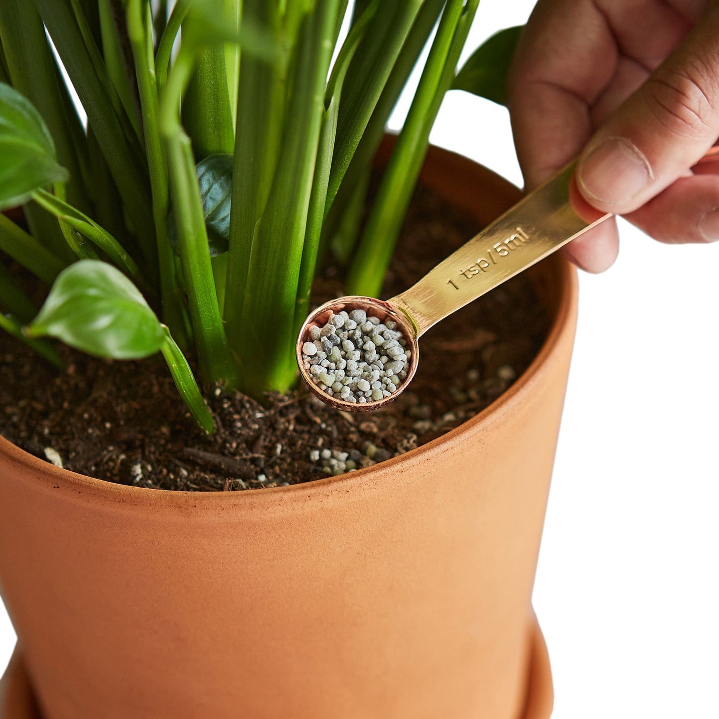 Pellet Fertilizer/Indoor House Plant Food potted plant