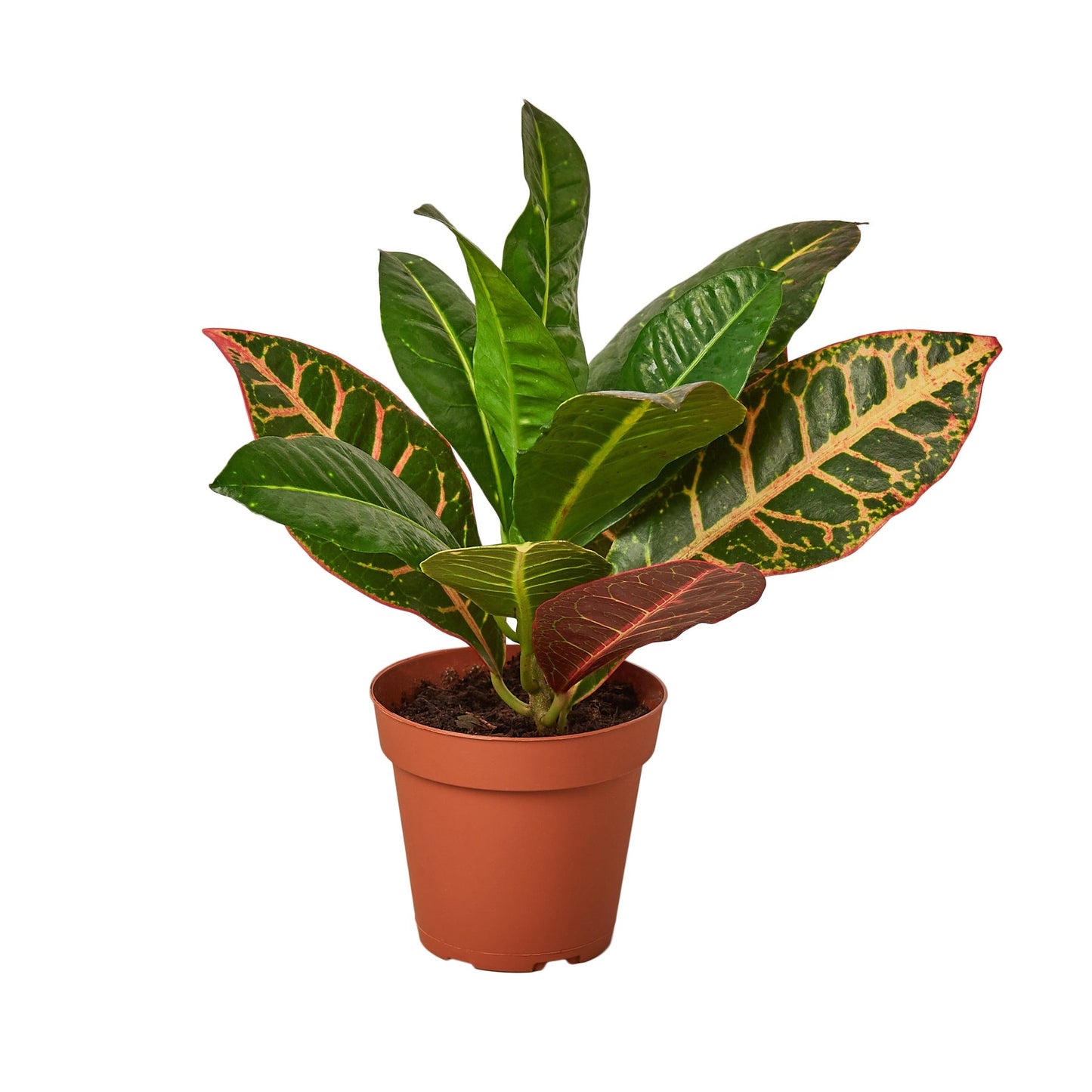 Croton Petra 'Joseph's Coat' 4" potted plant
