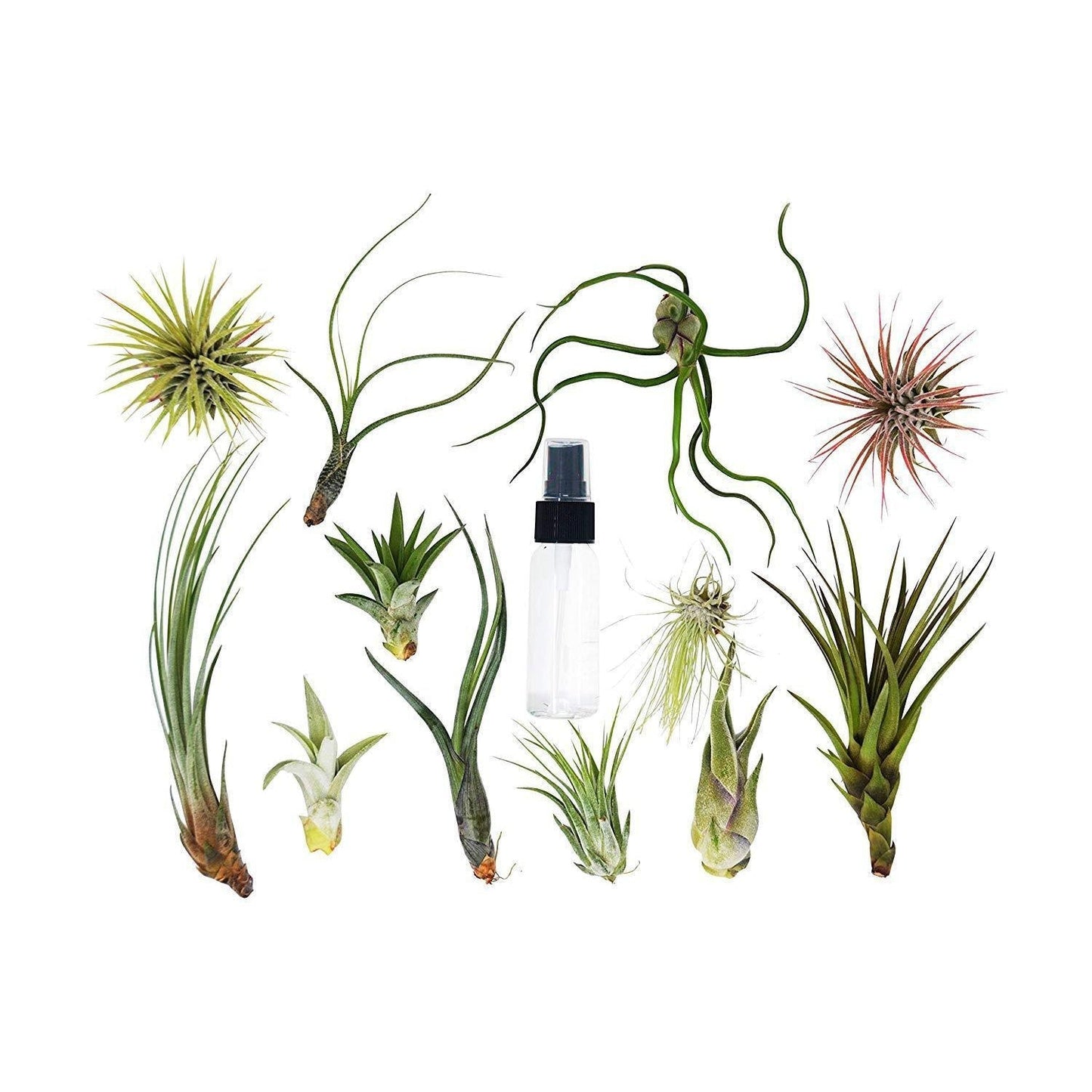 Tillandsia Air Plant Variety w/ Spray potted plant