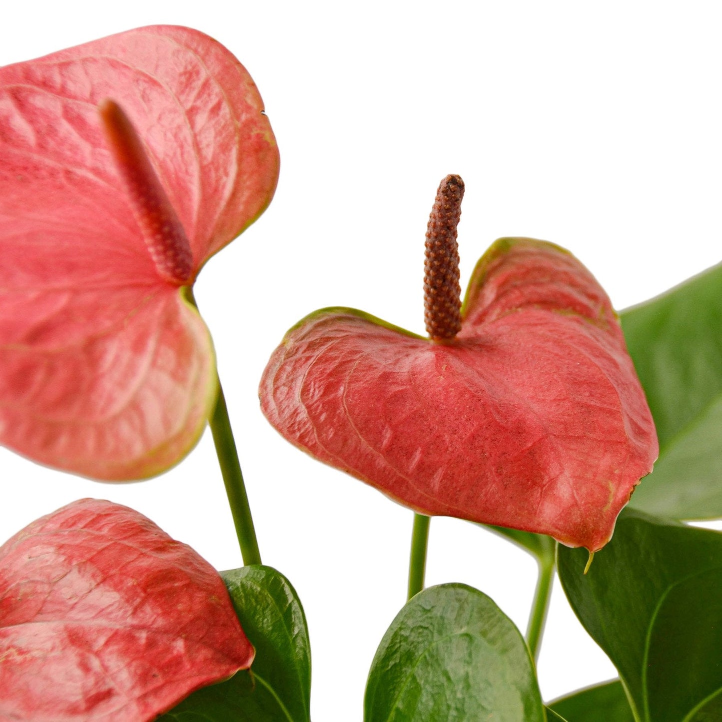 Anthurium 'Pink' potted plant