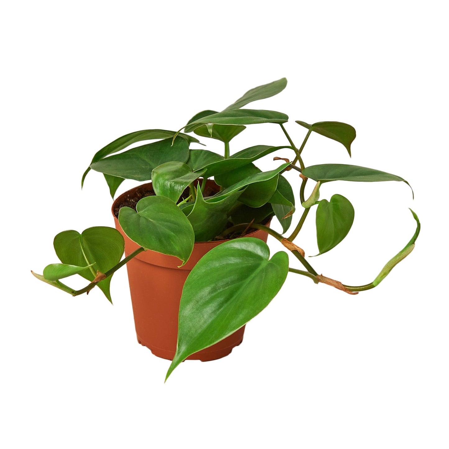 Philodendron Cordatum Heartleaf 4" potted plant