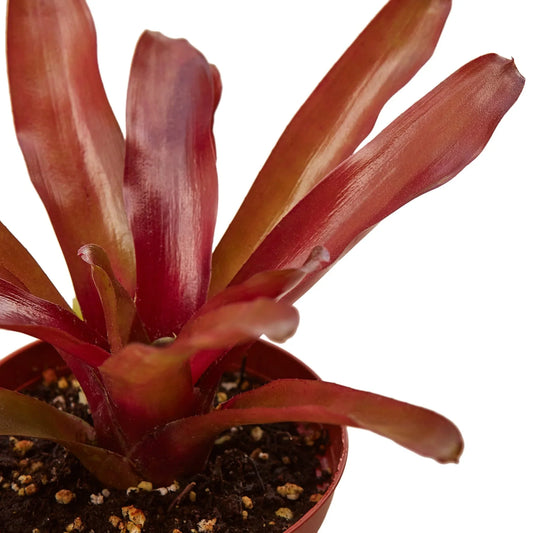 Bromeliad 'Fireball' potted plant