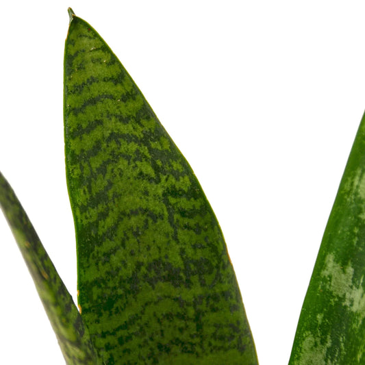 Snake Plant 'Zeylanica' potted plant