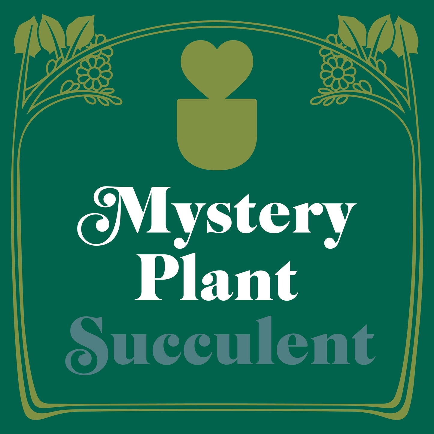 Mystery Succulent House Plant potted plant