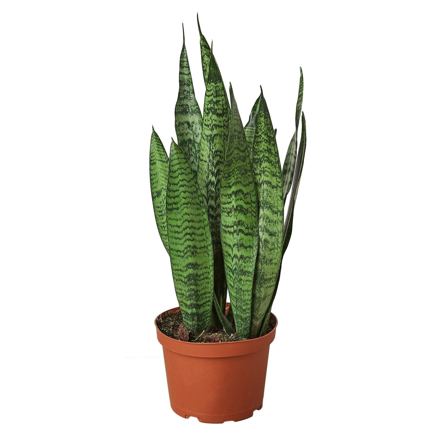 Snake Plant 'Zeylanica' 6" potted plant
