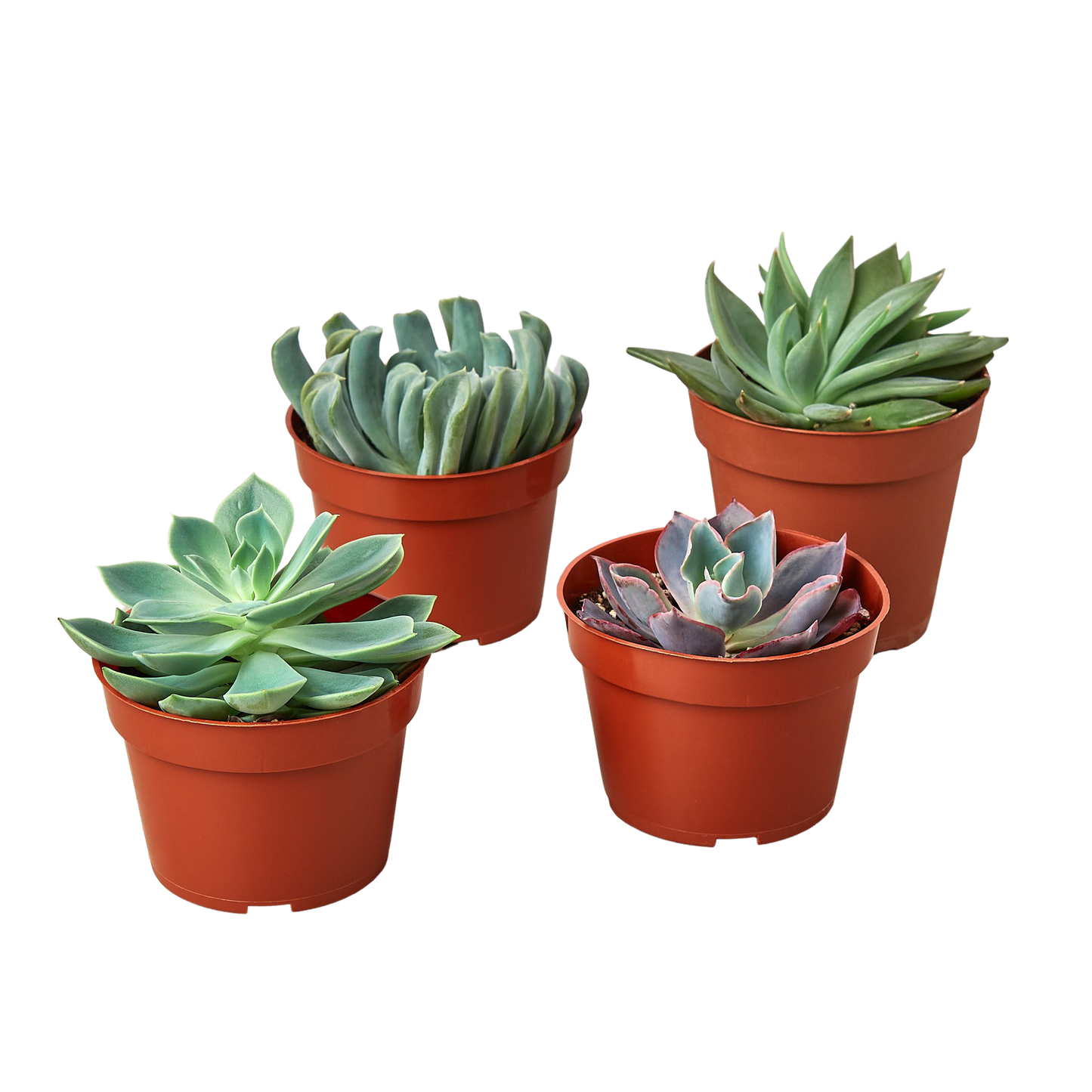 4 Echeveria Succulent Variety Pack 0" potted plant