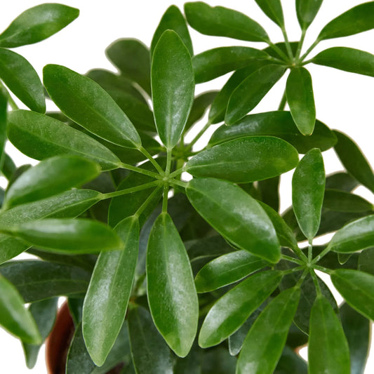 Schefflera Arboricola 'Umbrella' potted plant